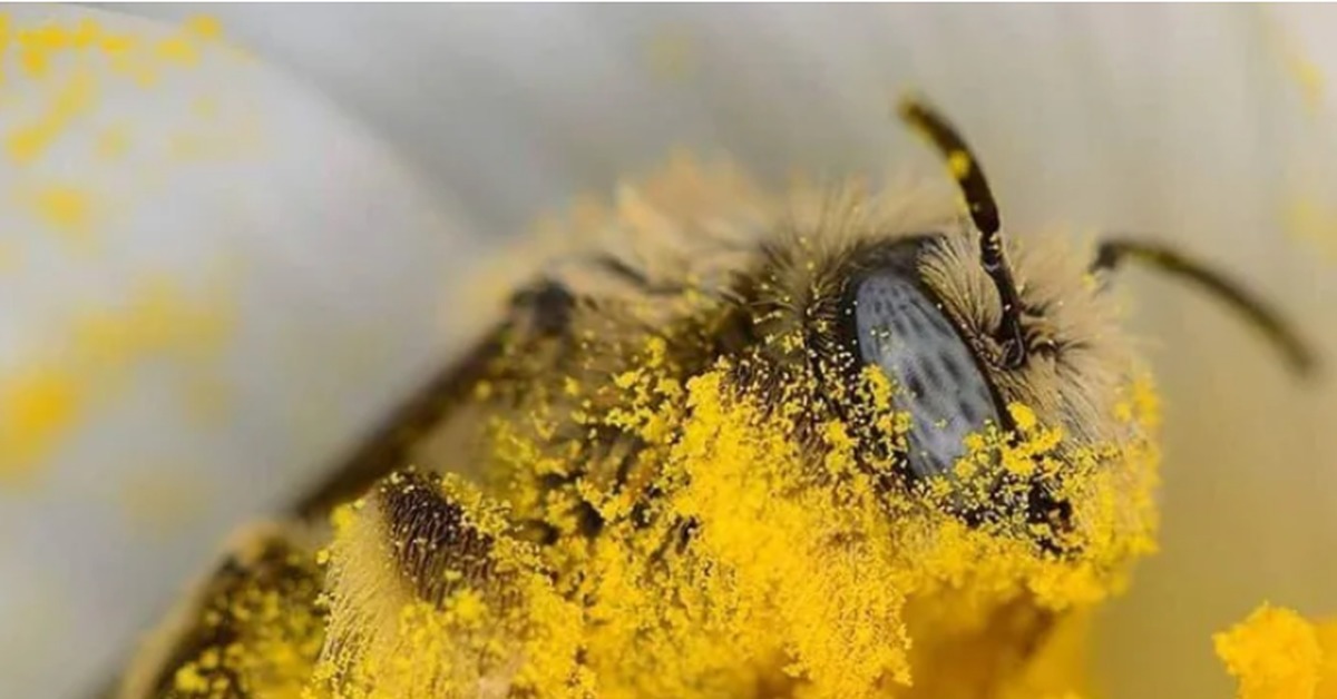 День пыльцы. Пчела с пыльцой. Пчела собирает пыльцу. Пыльца цветов. Пыльца на цветке.