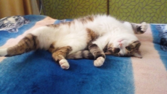 У кота онкология