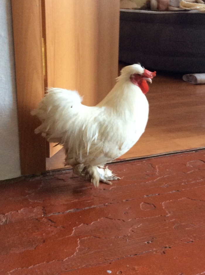 Need help, rooster Kolyas is looking for a home! Minsk! - My, Rooster, Minsk, Help, Animals, Birds, Longpost, No rating, Looking for a home, In good hands