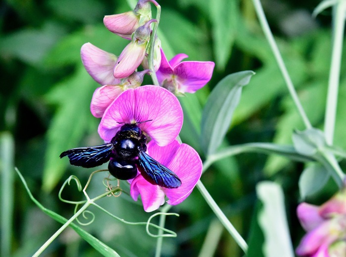 Шмель-плотник ( Xylocopa violacea) - Моё, Nikon D810, Редкий вид, Насекомые