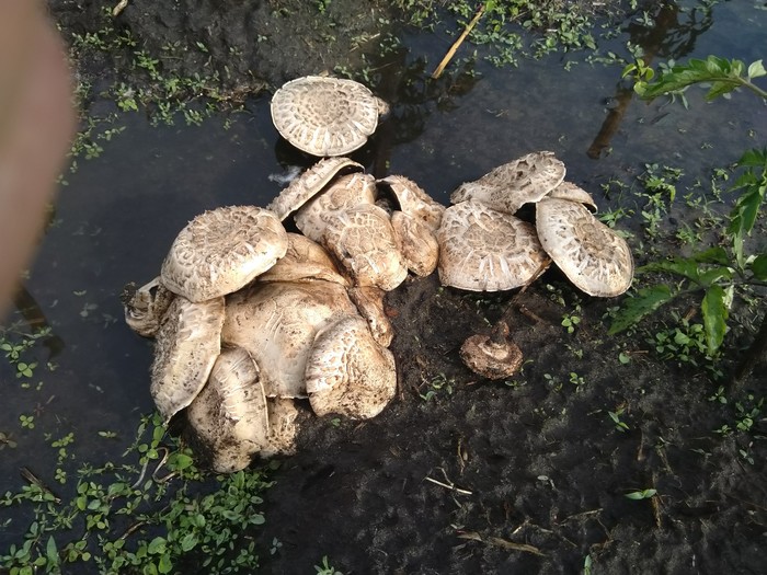 Mushrooms in the country - My, Dacha, Mushrooms