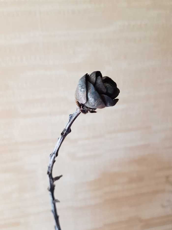 the Rose - My, With your own hands, Crafts, Needlework, Flowers, Longpost