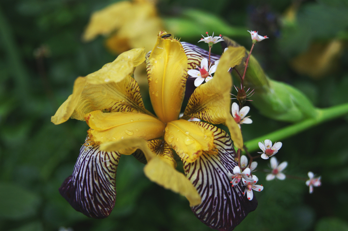 Flowers after the rain. - My, Summer, Flowers, Irises, Drops, The photo, After the rain, Rose hip, Longpost