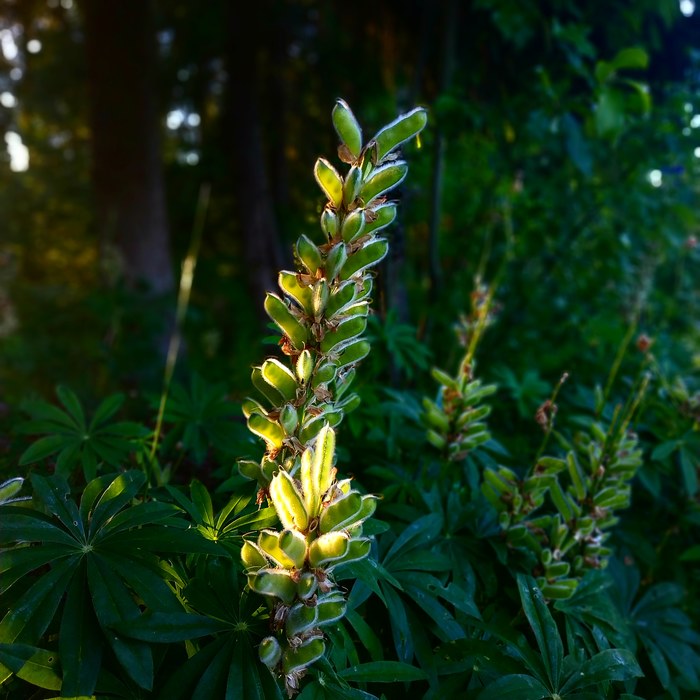 Nature in all its glory - My, Plants, Beginning photographer, The nature of Russia, Summer, Sunset, Lupine
