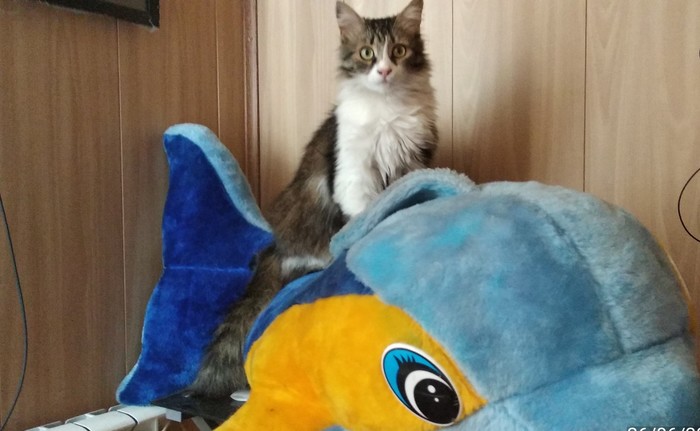 To what, to what we all want, brothers, On a dolphin, on a dolphin To ride alive. To what we want, brothers ...... - My, Soft toy, Catomafia, Dream, cat