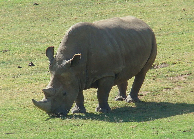 Scientists begin experiments to restore the population of northern white rhinos - The science, news, Biology, Animals, Rhinoceros, Artificial insemination