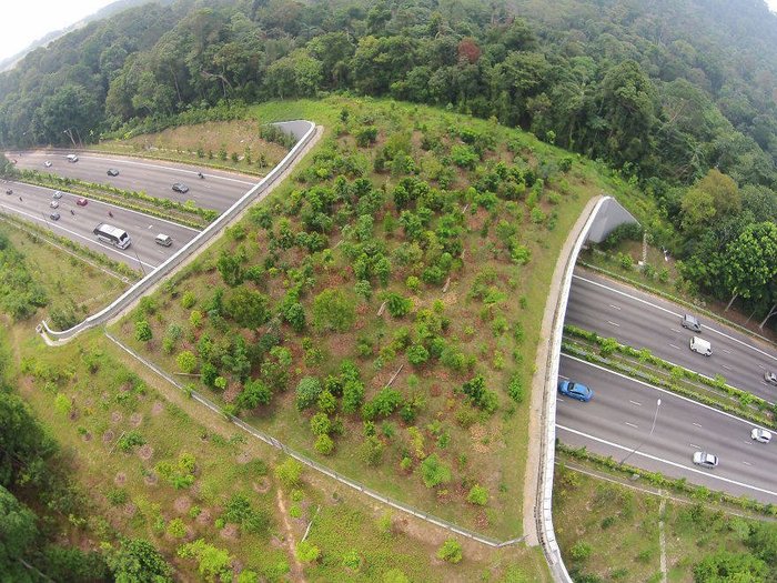 15 bridges that protect wildlife from people and their cars - Bridge, Ecoduct, wildlife, Safety, The photo, Road, Longpost