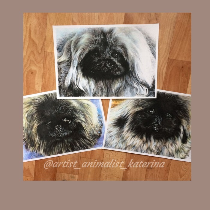 Portraits of Suleiman the Magnificent and his mini-harem (Mihrimah and Juna). - My, Pekingese, Portrait, animal portraits, Pencil drawing