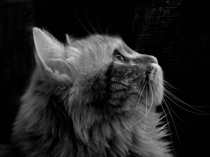 Asya - My, The photo, cat