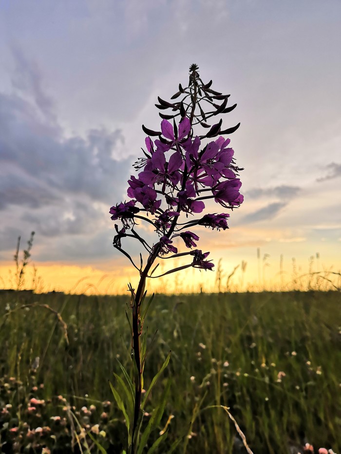 On the Sunset - My, Sunset, Flowers, Blooming Sally, Field, Grass, Sky, The photo