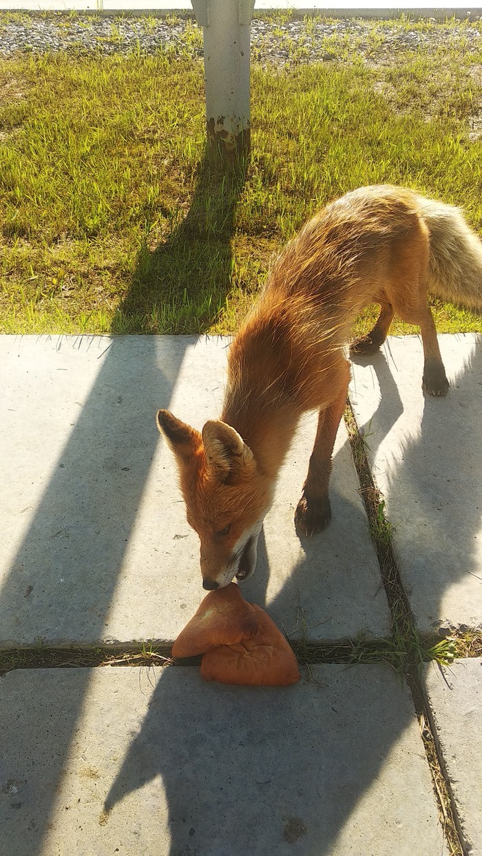 Breakfast on the grass (well, almost on the grass) - My, Fox, Watch, wildlife, Longpost