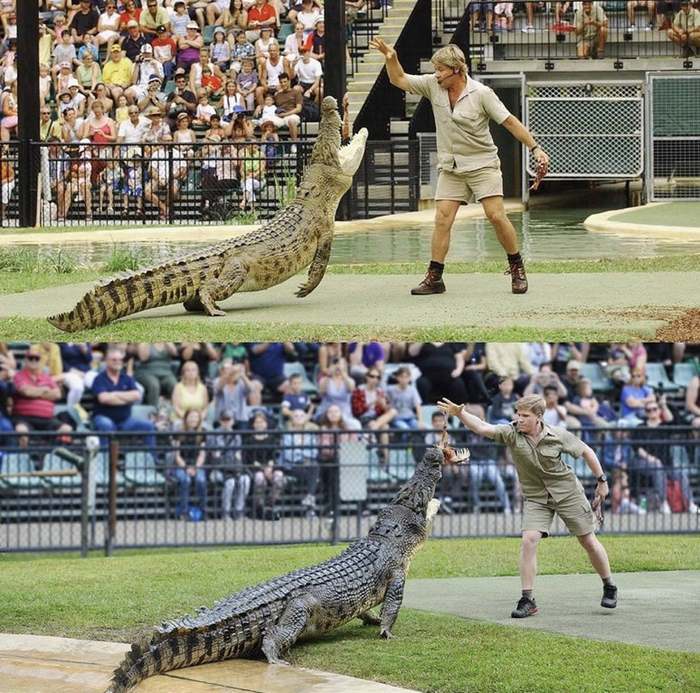 Robert Irwin feeds the same crocodile, in the same place, as his father, Steve Irwin, 15 years later. - Steve Irwin, A son, Crocodile, The photo, Crocodiles