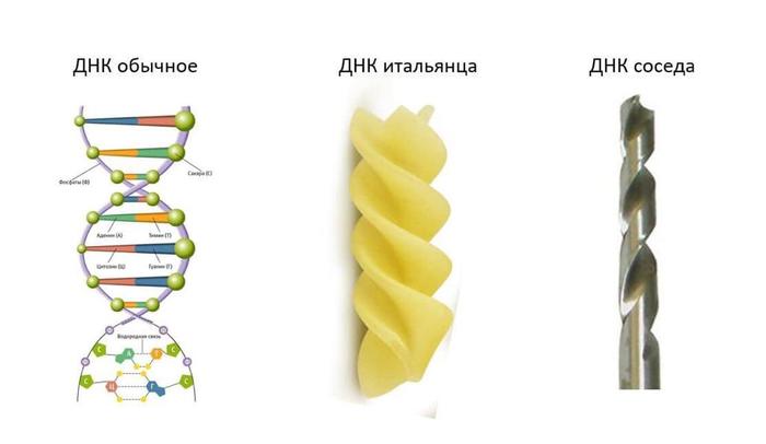 your neighbor's DNA - DNA, Dna, Neighbours, Neighbor with a drill, Images, Troubled neighbors