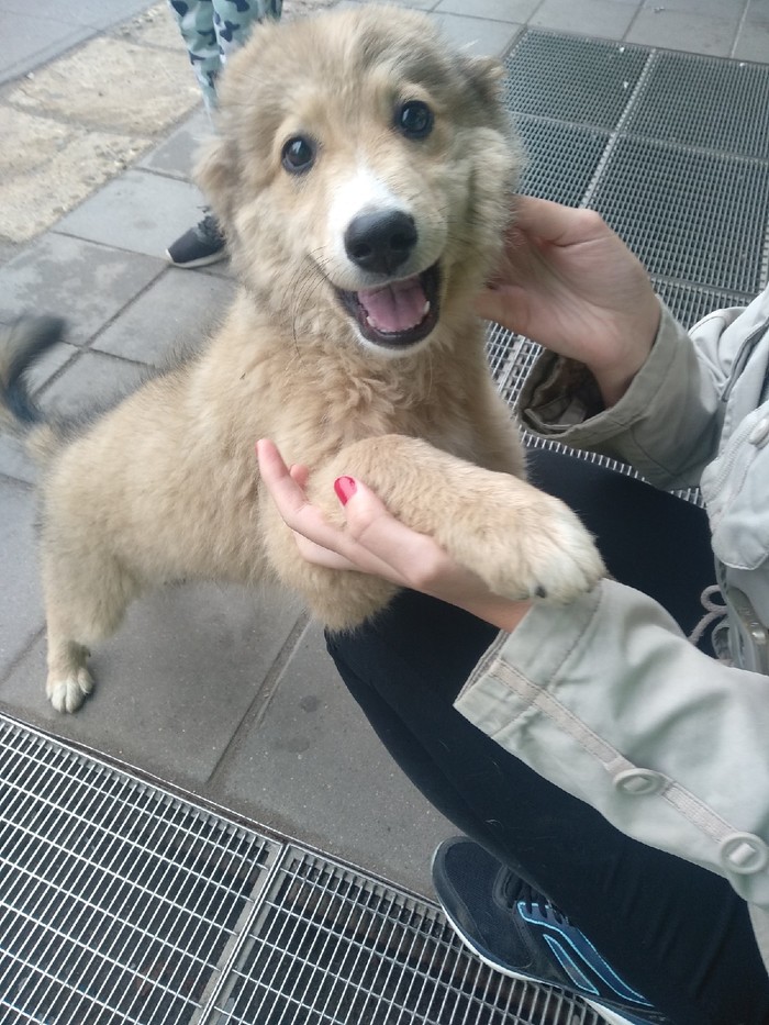 Cute puppy is looking for a home. - My, Dogs and people, In good hands, Homeless animals, Dog, Cherepovets, No rating, Longpost