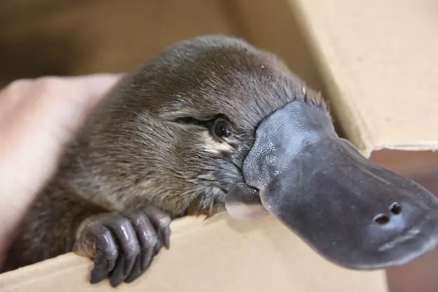 Utkonosita) - Milota, Images, Platypus, Animals, Nature, Longpost, Platypuses