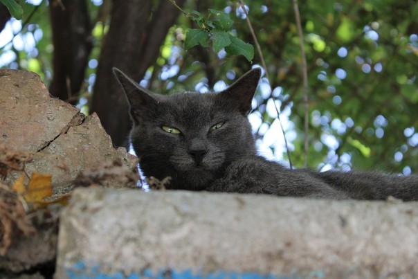 And again the Crimean cat hunting - My, cat, Catomafia, Crimea, Black cat, Hunting, Longpost