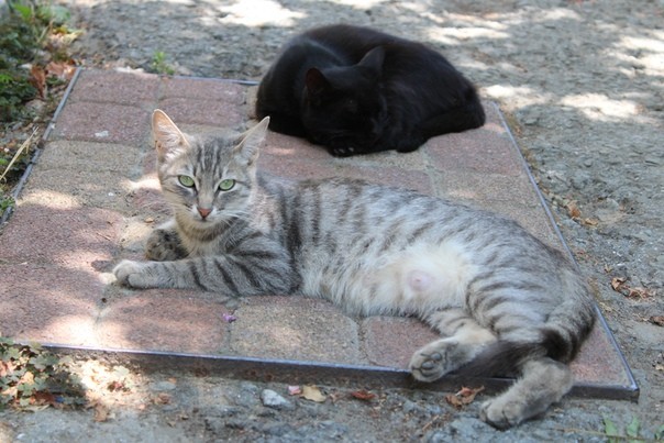 And again the Crimean cat hunting - My, cat, Catomafia, Crimea, Black cat, Hunting, Longpost