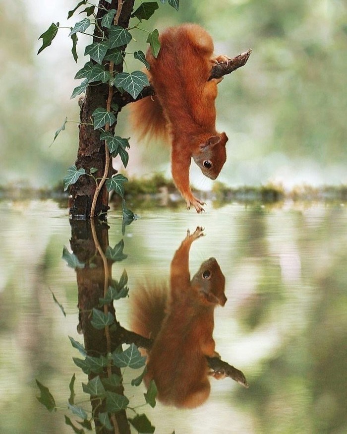 From a smile - Squirrel, Reflection, Attraction, Photoshop, Collage