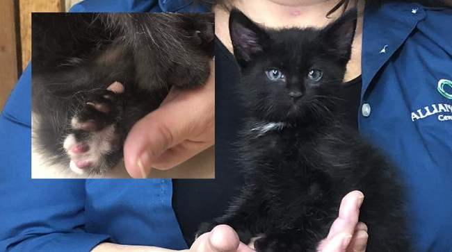 The family adopted a kitten with a mutation. But he is not scary, but terribly cute, because his paws are the softest. - Good, Animals, Longpost, cat, Kindness