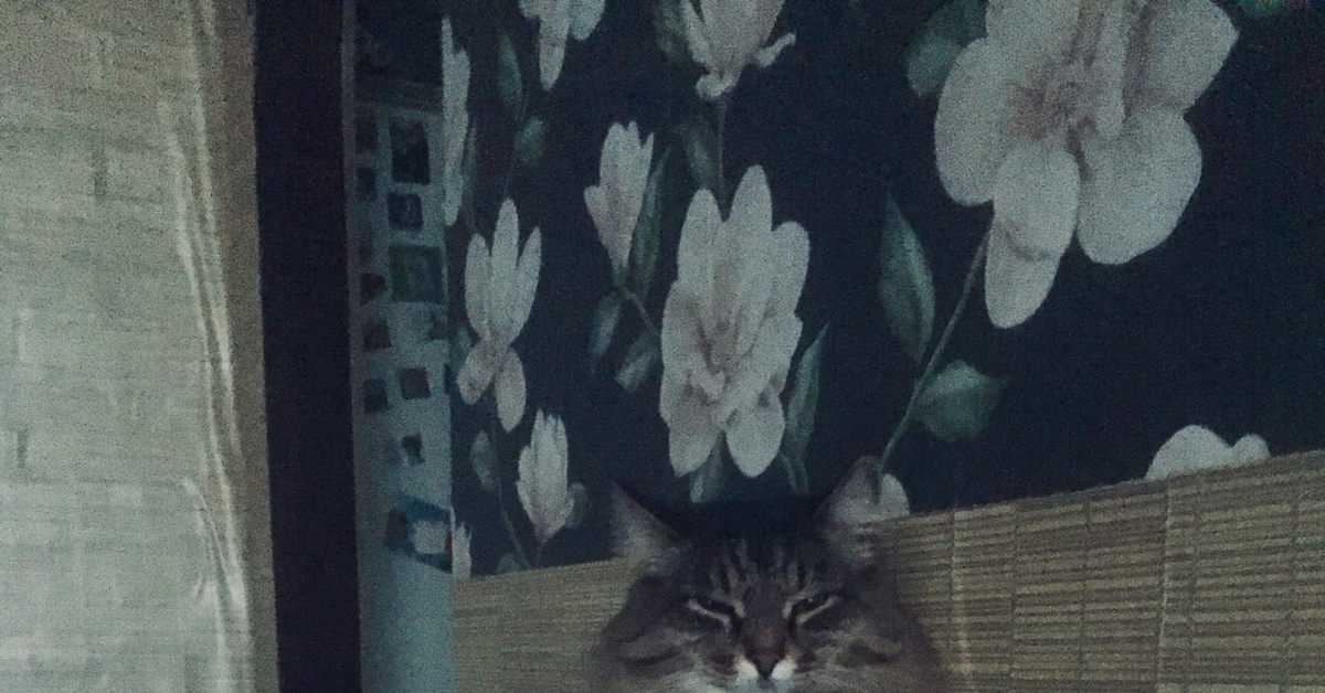 Мохнач-кайфач:) | Пикабу