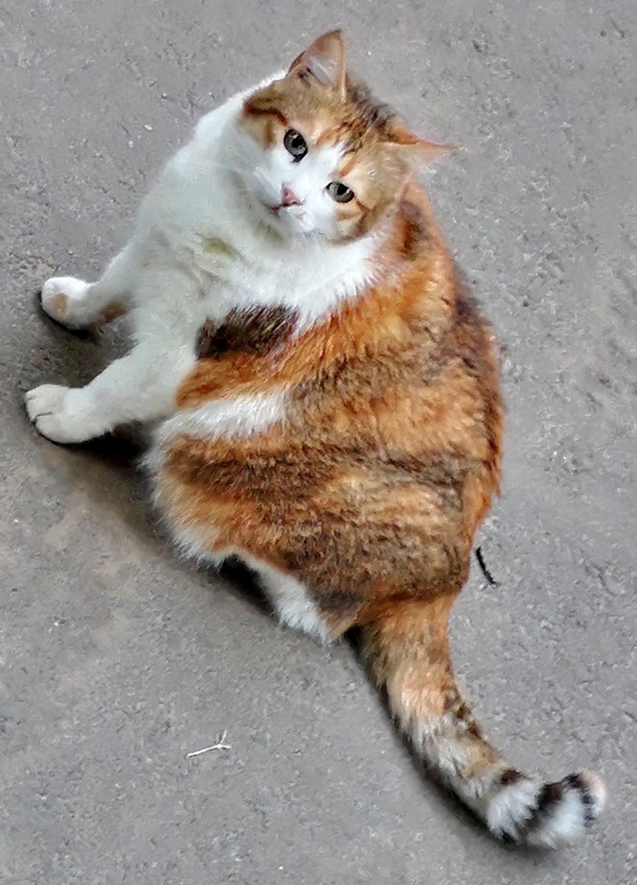 Hungry yard Odessa cat. - My, cat, Odessa, Fat man, Fat cats, Fullness
