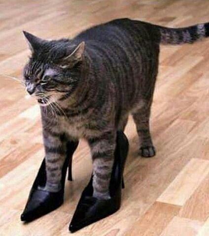 To work. - cat, High heels