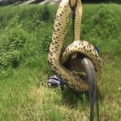 Вот так добыча