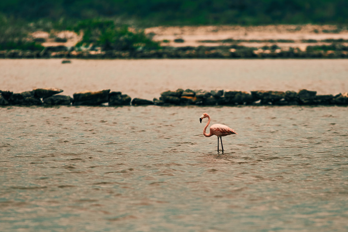 Hunting for flamingos, pelicans and a man with a bicycle - My, Flamingo, Photo hunting, Canon, 300, Pelican, The male, A bike, Longpost, Men