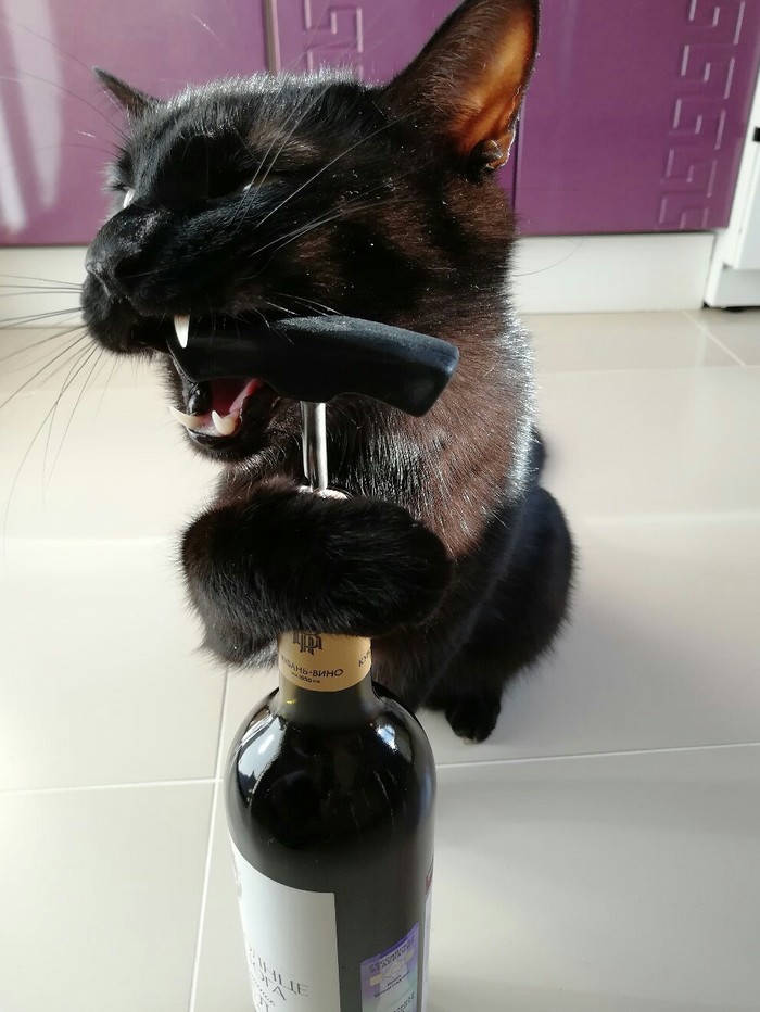 Preparing for Friday. - Wine, cat, Corkscrew