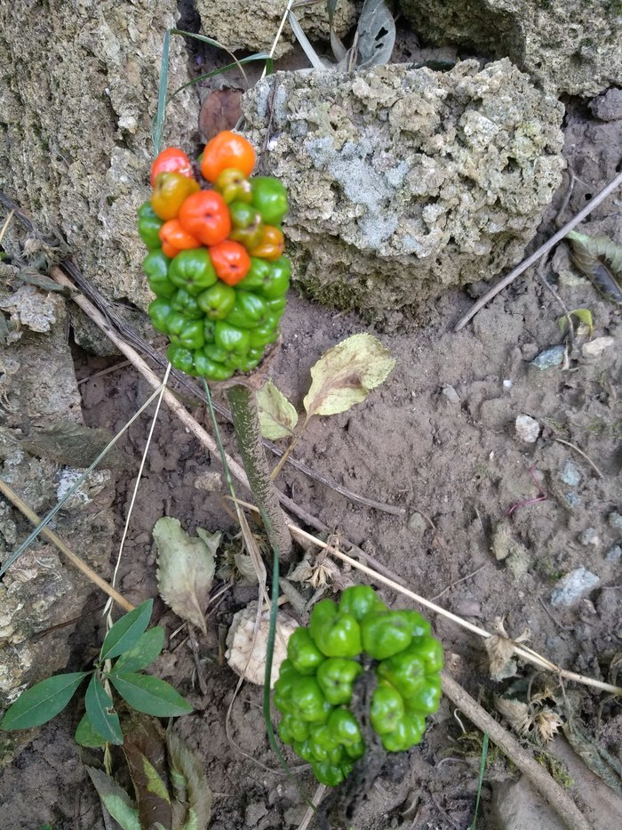 ��� �� ��������?