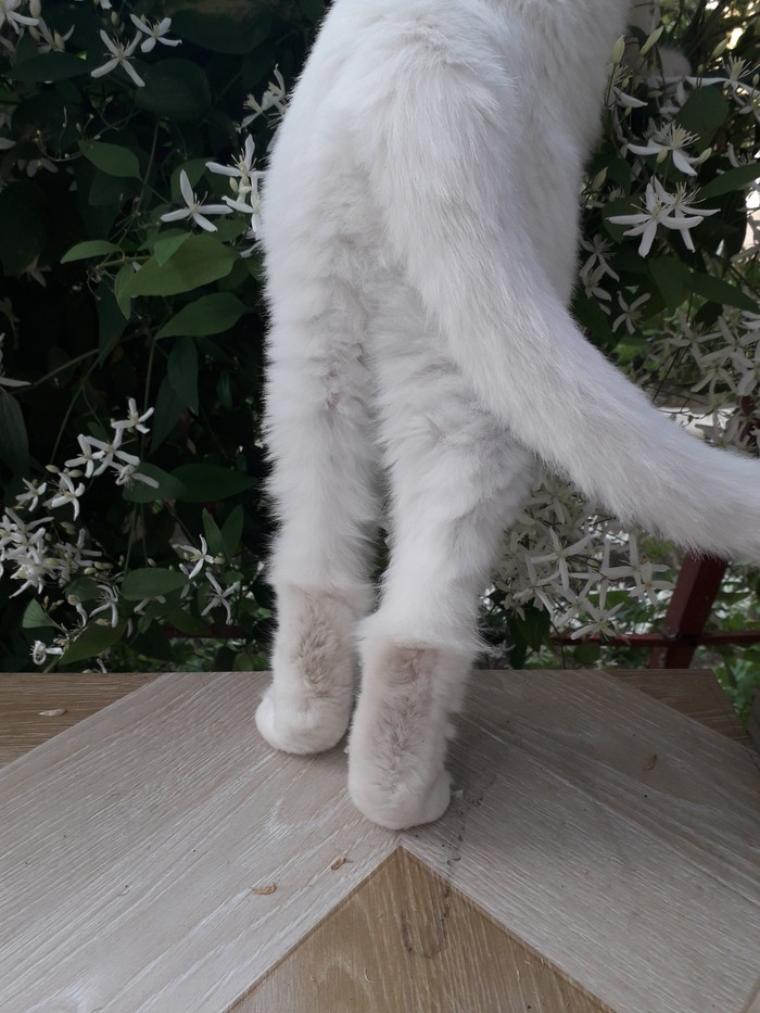 Ah, those legs...! - My, cat, Tail, My Kitya, Animals