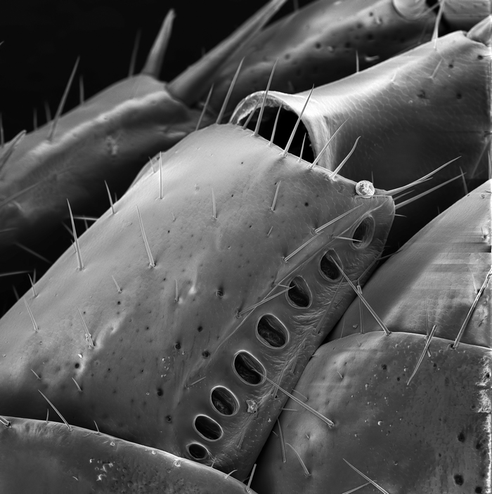 Scolopendra under the electron microscope - My, Macro, Microfilming, , Microscope, Space, Macro photography, Electronics