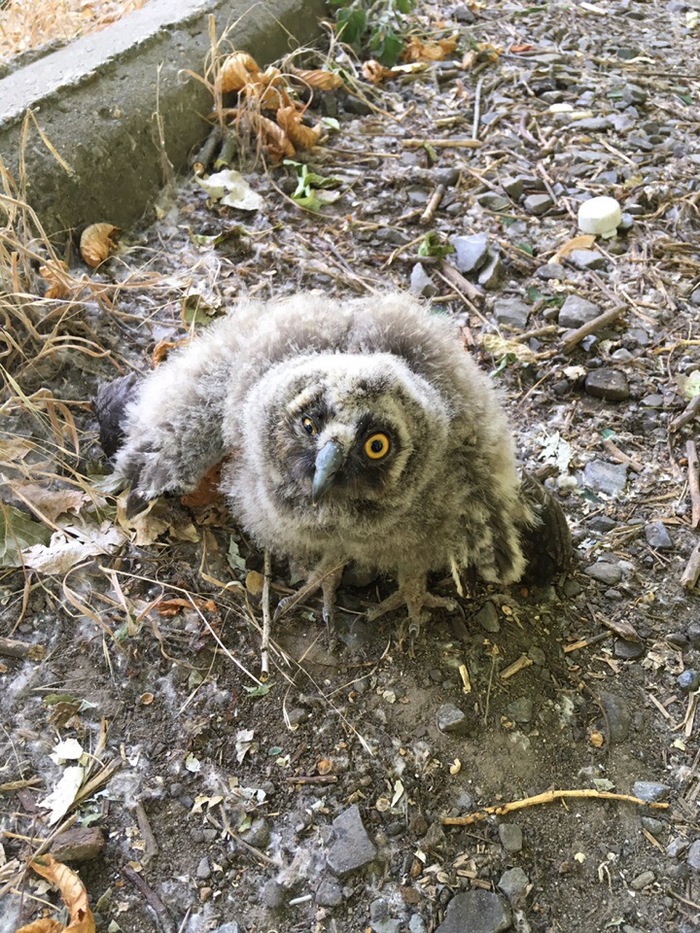 Help for wild birds - My, Owl, Corvids, Birds, Longpost, Chick