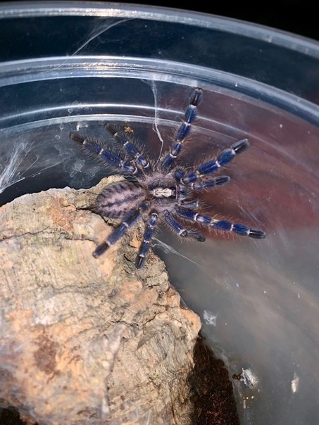 Pecilotheria metallica, my beautiful Dinny. - My, Bird spiders, Pets, Arachnoquiper, Longpost, Spider