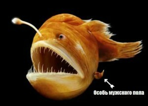 deep sea anglerfish - Ocean, Unusual, Reproduction, A fish