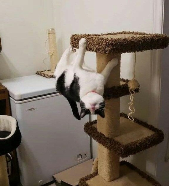 Gravity? - Gracefulness, cat