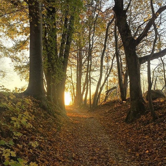 Photo with the smell of mulled wine. - Autumn, My, Heading, Forest, Nature