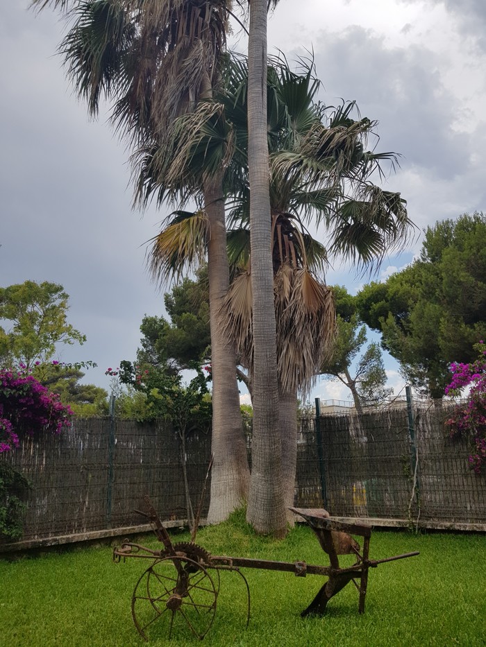 Who cuts palm trees? - My, Palm trees, Landscape design, Tree, Interesting, Longpost