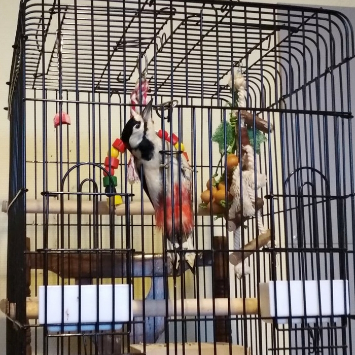 Всё потому, что кто-то слишком много ест!