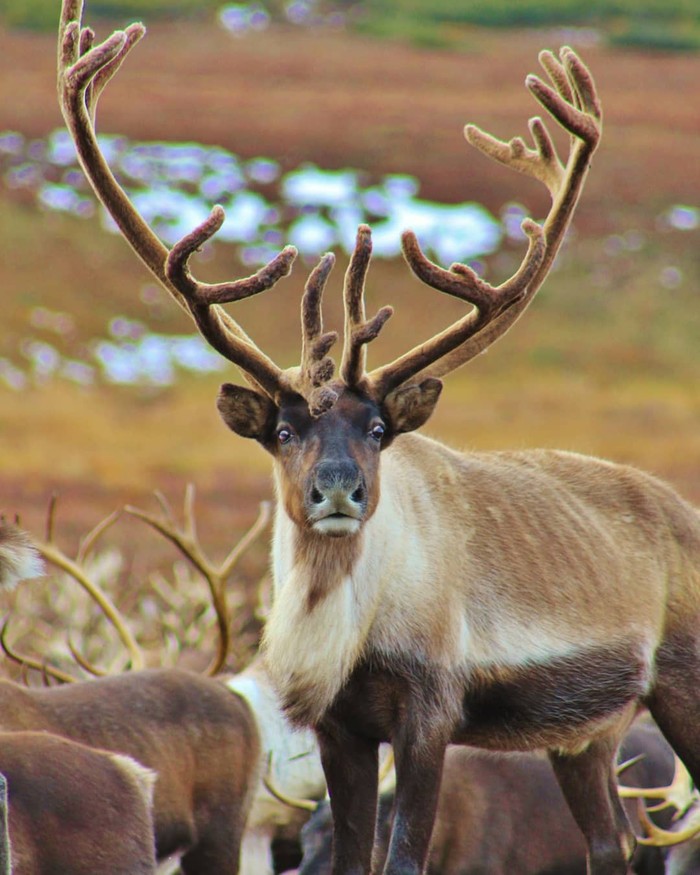 Astonishment - The photo, Animals, Kamchatka, Reindeer