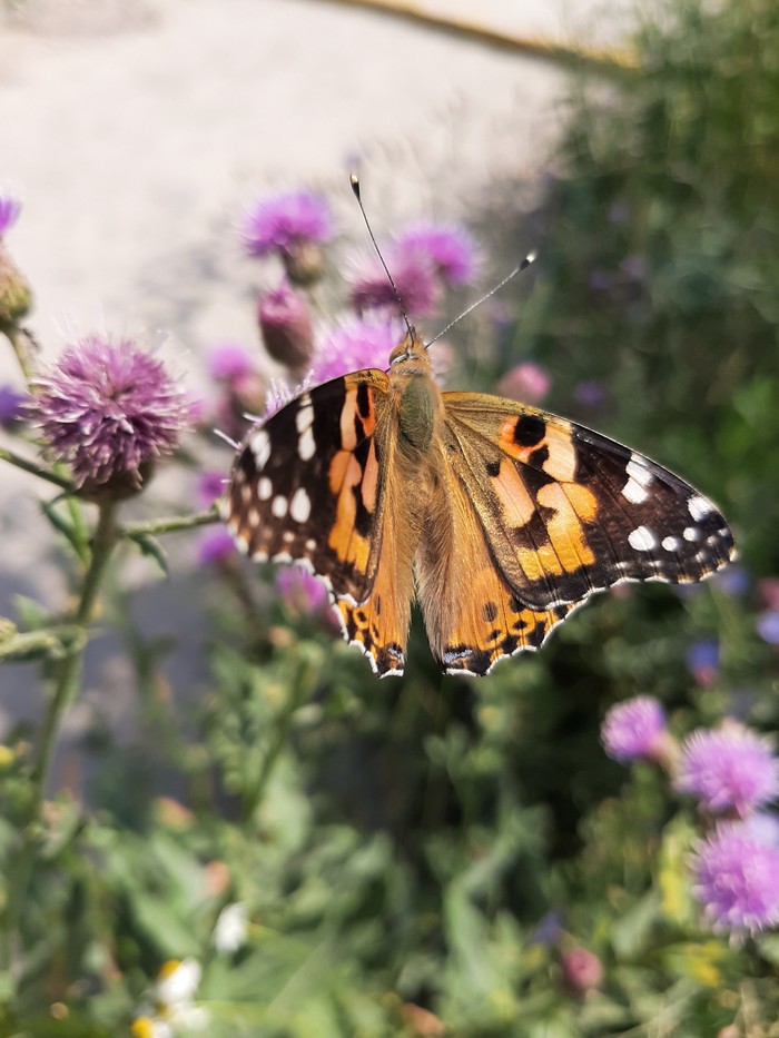 A bit of summer - My, Wildflowers, Butterfly, Longpost