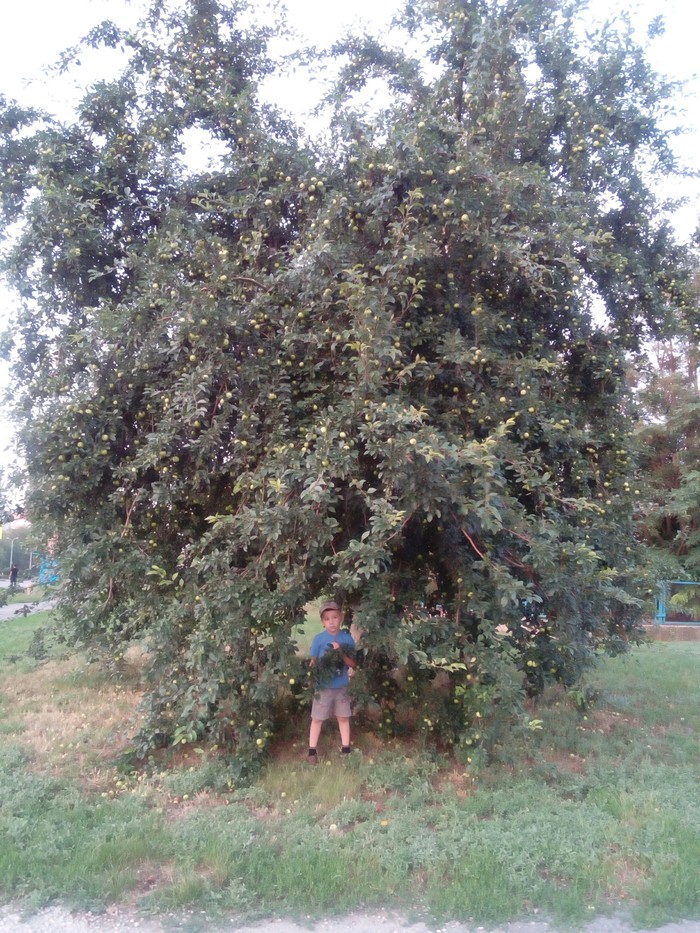 Apple tree, hide me! - My, Russian tales, Swan geese, Apple tree, Children