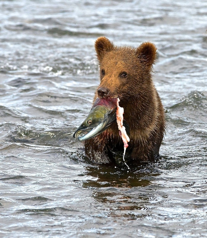 Catch. - The Bears, The photo, wildlife, Fishermen, Milota