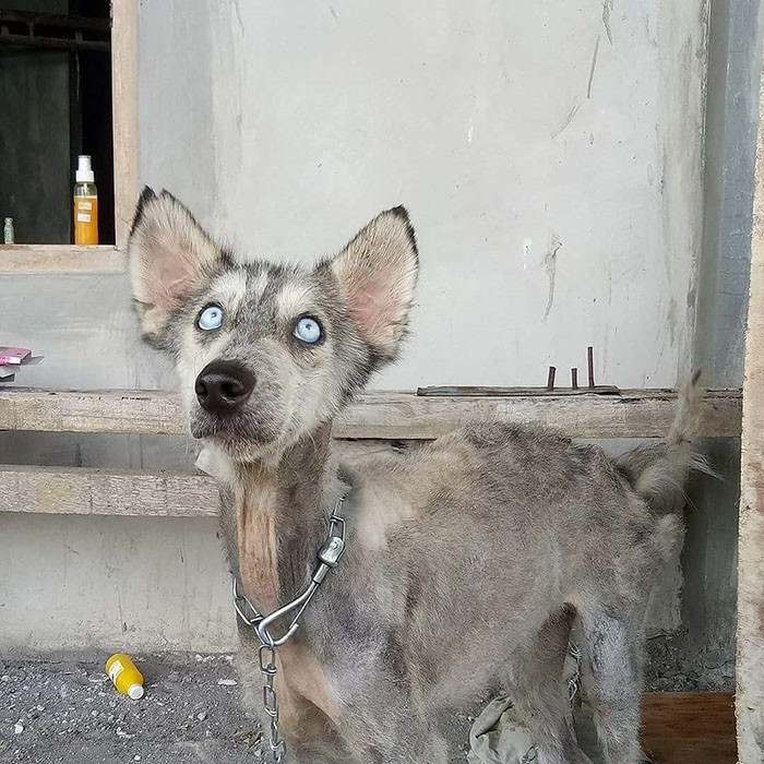Guy Adopts Stray Dog And Modifies It So People Finally Recognize It as Husky [Poll Underway] - Dog, Animals, Longpost, Bali, Animal Rescue