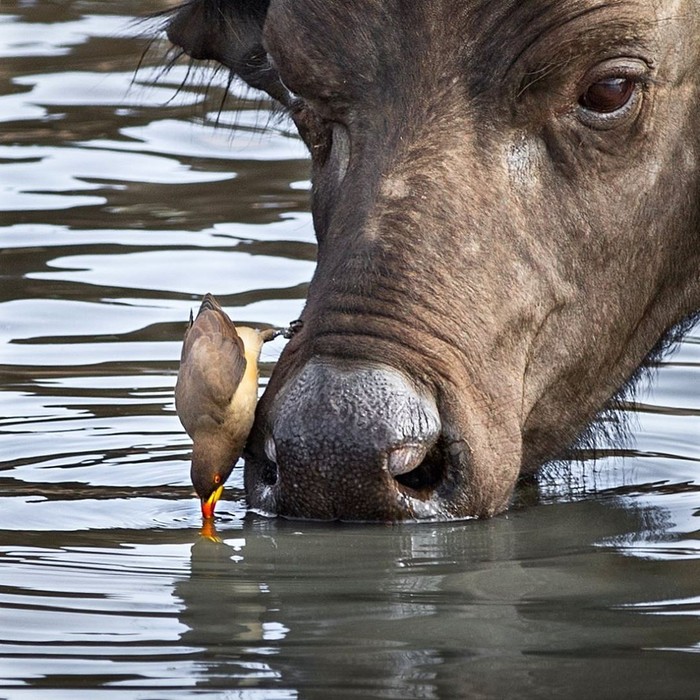 Symbiosis - The photo, Animals, Buffalo, Starling, Water