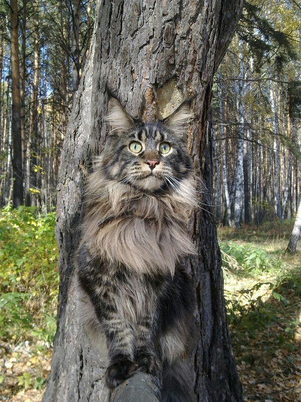 Merging. - cat, Maine Coon, Disguise