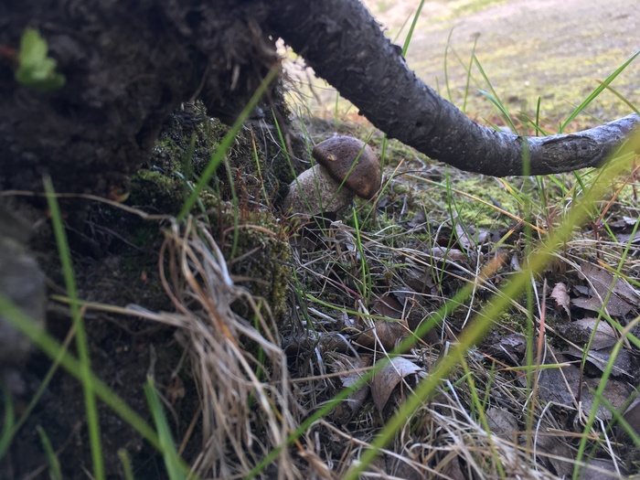 lurking - My, Mushrooms, Silent hunt