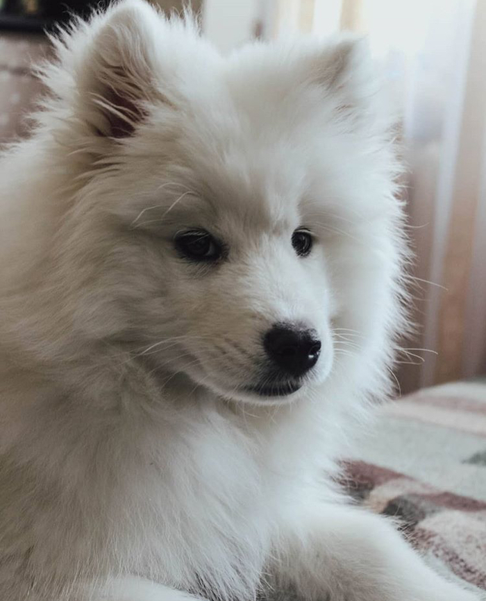 Samoyed in the apartment. Part 3. Sanitation and Hygiene - My, Dog, Puppies, Samoyed