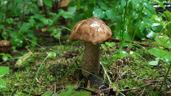 mushroom growing - My, Mushrooms, Dacha, Harvest