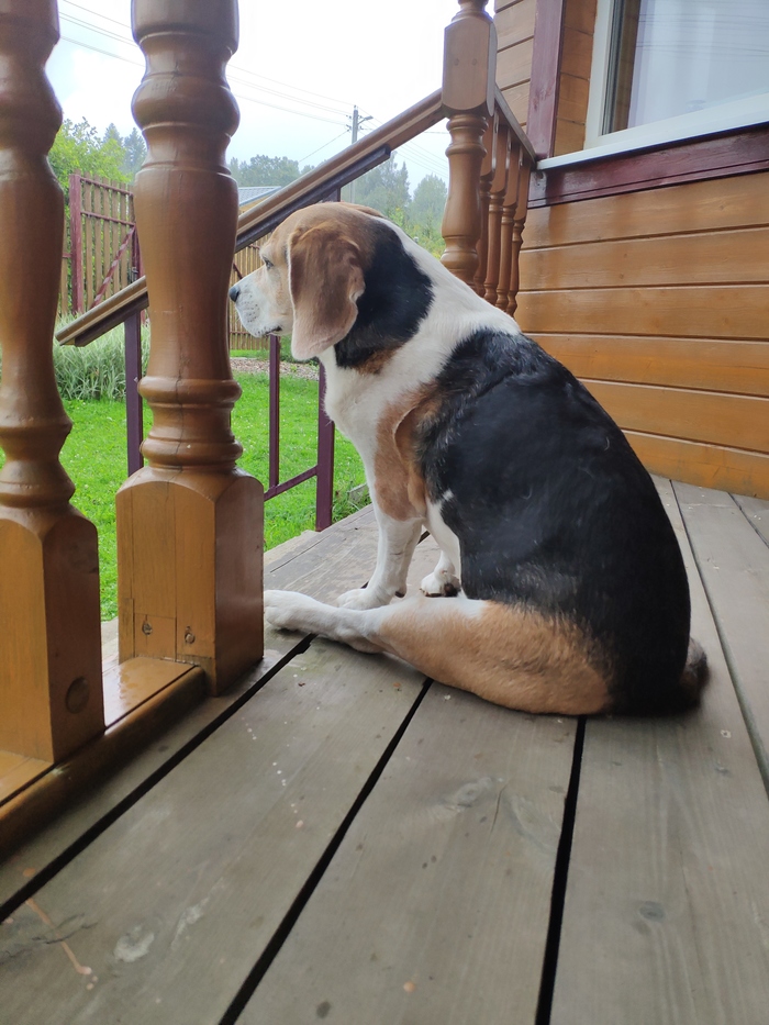 Vanity and vexation of the spirit - My, Beagle, Dog, The photo, Dacha, Bustle